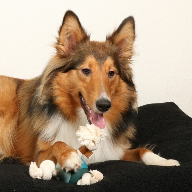 Tiernahrung Mönchengladbach Warum Sie auf hochwertige Inhaltsstoffe setzen sollten